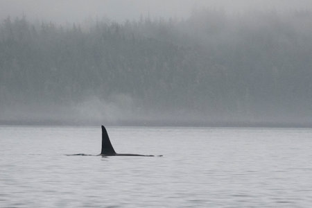 Dorasal Fin of an Orca Killer Whale breaching the ocean surface in the Johnstone Strait, North Vancouver Island, British Columbia, Canadaのeditorial素材