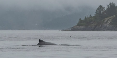 Dorsal fin of a humpback whale breaching the ocean surface along the coastline of Johnstone Strait, North Vancouver Island, British Columbia, Canadaのeditorial素材