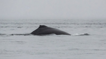 Dorsal fin of a humpback whale breaching the ocean surface along the coastline of Johnstone Strait, North Vancouver Island, British Columbia, Canadaのeditorial素材