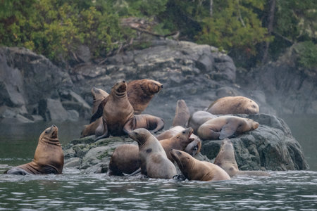 Sea lions on the rocky shoreline along Johnstone Strait, Vancouver Island, British Columbia, Canadaのeditorial素材