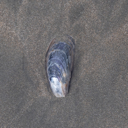 Seashell along the Shoreline in Cape Scott Provincial Park, San Josef Bay, Vancouver Island, British Columbia, Canadaのeditorial素材
