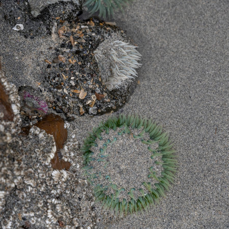 Seashells along the Sandy Shoreline in Cape Scott Provincial Park, San Josef Bay, Vancouver Island, British Columbia, Canadaのeditorial素材
