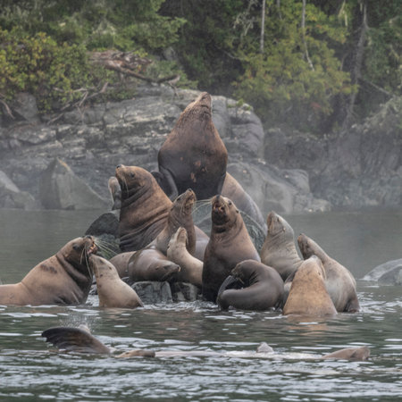 Sea lions on the rocky shoreline along Johnstone Strait, Vancouver Island, British Columbia, Canadaのeditorial素材