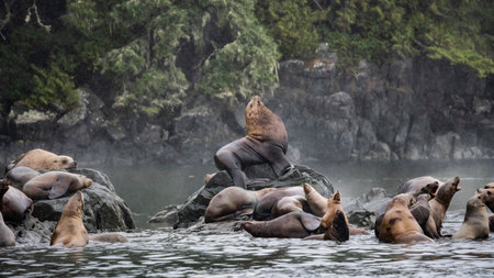 Sea lions on the rocky shoreline along Johnstone Strait, Vancouver Island, British Columbia, Canadaのeditorial素材
