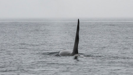 Dorasal Fin of an Orca Killer Whale breaching the ocean surface in the Johnstone Strait, North...