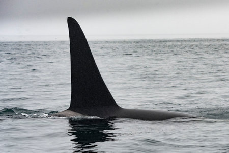 Dorasal Fin of an Orca Killer Whale breaching the ocean surface in the Johnstone Strait, North Vancouver Island, British Columbia, Canadaのeditorial素材