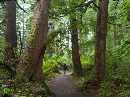 Tourist walking along backcountry Walking Trail at Cape Scott Provincial Park, San Josef Bay, Vancouver Island, British Columbia, Canadaのeditorial素材