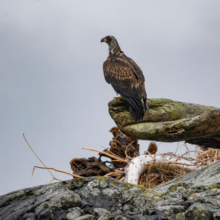 Juvenile bald eagle perched on a log along Johnstone Strait, North Vancouver Island, British Columbia, Canadaのeditorial素材