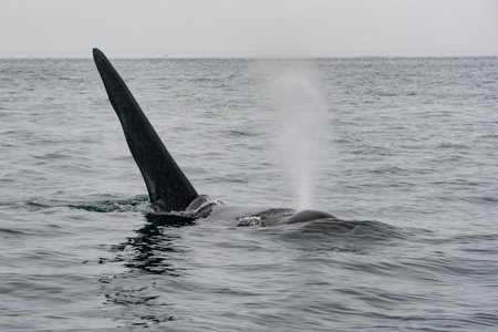 Dorasal Fin and Blowhole of an Orca Killer Whale breaching the ocean surface in the Johnstone Strait, North Vancouver Island, British Columbia, Canadaのeditorial素材