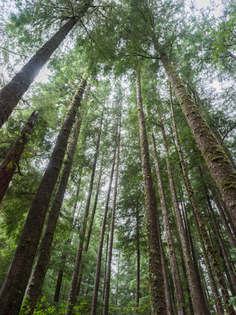 Upward view of trees in Cape Scott Provincial Park, San Josef Bay, Vancouver Island, British Columbia, Canadaのeditorial素材