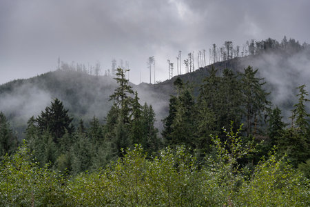 Misty Landscape along Regional District of Mount Waddington Vancouver Island, British Columbia, Canadaのeditorial素材