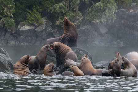 Sea lions on the rocky shoreline along Johnstone Strait, Vancouver Island, British Columbia, Canadaのeditorial素材