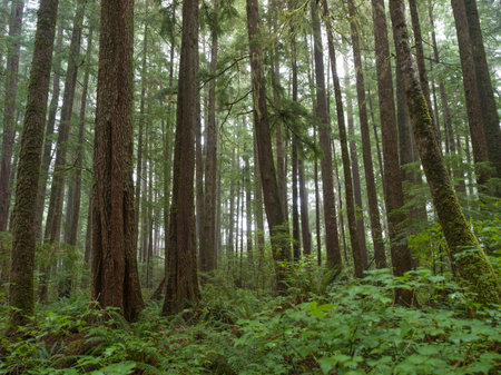 Forest Landscape in Cape Scott Provincial Park, San Josef Bay, Vancouver Island, British Columbia, Canadaのeditorial素材