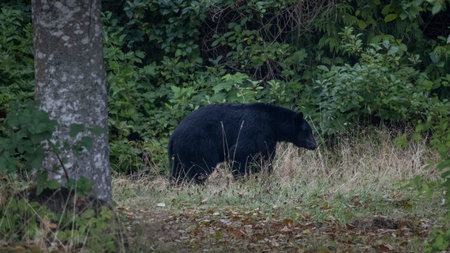 Black Bear near Port Hardy, Vancouver Island, British Columbia, Canadaのeditorial素材