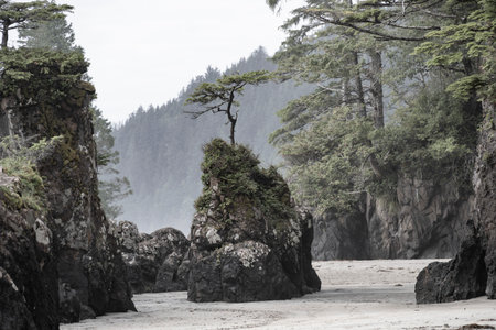 Rocky Shoreline in Cape Scott Provincial Park, San Josef Bay, Vancouver Island, British Columbia, Canadaのeditorial素材