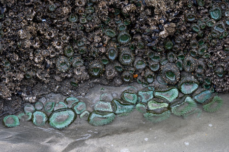 Seashells along the Sandy Shoreline in Cape Scott Provincial Park, San Josef Bay, Vancouver Island, British Columbia, Canadaのeditorial素材