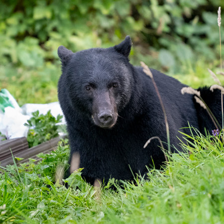 Black Bear near Port Hardy, Vancouver Island, British Columbia, Canadaのeditorial素材