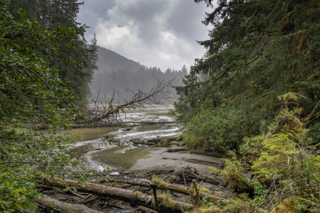 Coastline Terrain in Cape Scott Provincial Park, San Josef Bay, Vancouver Island, British Columbia, Canadaのeditorial素材