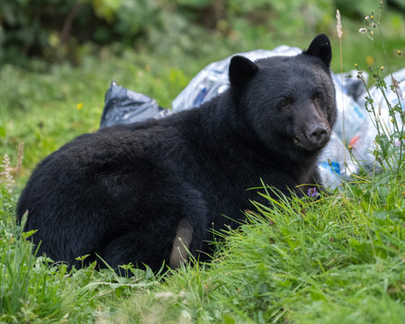 Black Bear near Port Hardy, Vancouver Island, British Columbia, Canadaのeditorial素材