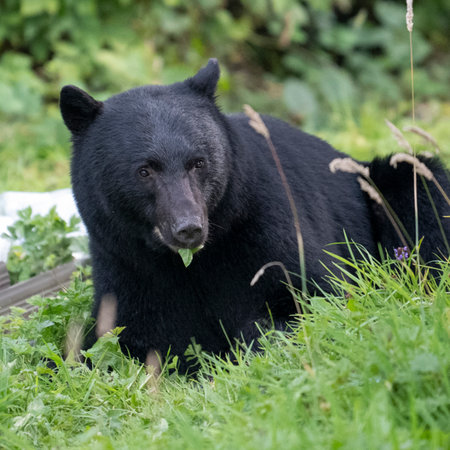 Black Bear near Port Hardy, Vancouver Island, British Columbia, Canadaのeditorial素材
