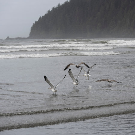 Seagulls along the Shoreline in Cape Scott Provincial Park, San Josef Bay, Vancouver Island, British Columbia, Canadaのeditorial素材