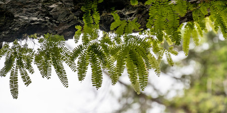 Vegetation growing in Cape Scott Provincial Park, San Josef Bay, Vancouver Island, British Columbia, Canadaのeditorial素材