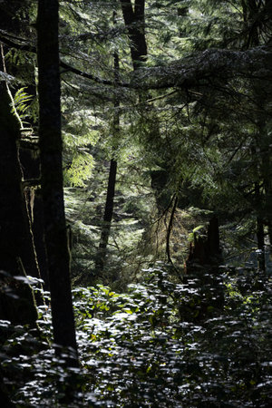 Forest foliage at Telegraph Cove, Johnstone Strait, Vancouver Island, British Columbia, Canadaのeditorial素材
