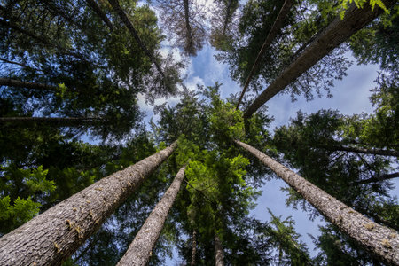 View of trees in the forest along Blink Horn Trail, Telegraph Cove, Vancouver Island, British Columbia, Canadaのeditorial素材