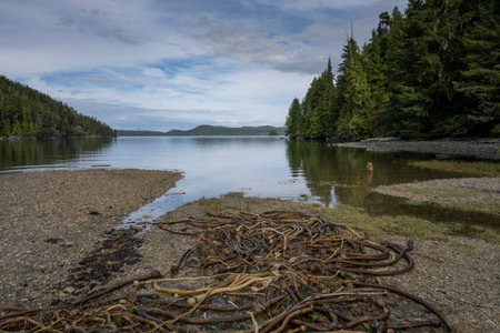 View of shoreline along Telegraph Cove, Johnstone Strait, Vancouver Island, British Columbia, Canadaのeditorial素材