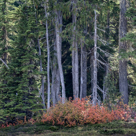 Forest in the Mount Washington ski area, Paradise Meadows Hike, Strathcona Provincial Park, Vancouver Island, British Columbia, Canadaのeditorial素材
