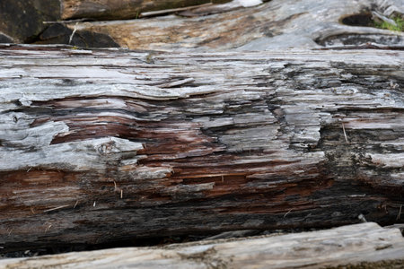 Close up view of a driftwood log on the shoreline of Telegraph Cove, Johnstone Strait, Vancouver Island, British Columbia, Canadaのeditorial素材