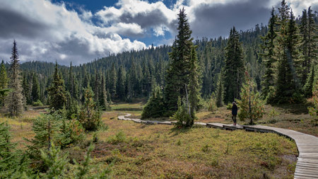 Tourist walking on a boardwalk in Forbidden Plateau, Mount Washington ski area, Paradise Meadows Hike, Strathcona Provincial Park, Comox Valley Regional District, Vancouver Island, British Columbia, Canadaのeditorial素材