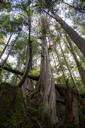 View of trees in the forest along Blink Horn Trail, Telegraph Cove, Vancouver Island, British Columbia, Canadaのeditorial素材