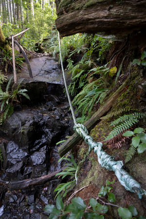 Rope tied to a log along Blink Horn Trail, Telegraph Cove, Vancouver Island, British Columbia, Canadaのeditorial素材