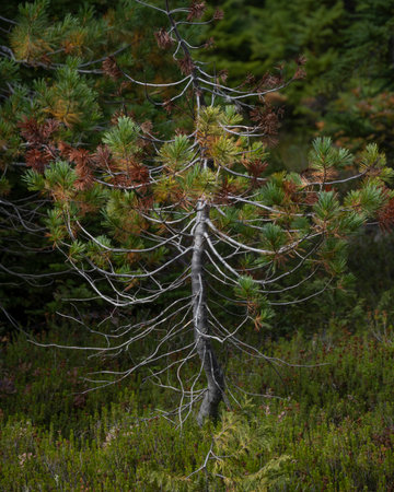 Forest area at Forbidden Plateau, Mount Washington ski area, Paradise Meadows Hike, Strathcona Provincial Park, Vancouver Island, British Columbia, Canadaのeditorial素材