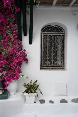 Blooming floral bush on the exterior wall of a building, Mykonos Town, Mykonos Island, South Aegean,...