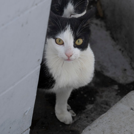 Black and white cat looking at the camera, Mykonos Town, Mykonos Island, South Aegean, Greeceのeditorial素材