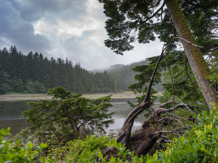 Coastline Terrain in Cape Scott Provincial Park, San Josef Bay, Vancouver Island, British Columbia, Canadaのeditorial素材