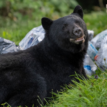 Black Bear near Port Hardy, Vancouver Island, British Columbia, Canadaのeditorial素材