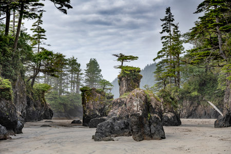 Rocky Shoreline in Cape Scott Provincial Park, San Josef Bay, Vancouver Island, British Columbia, Canadaのeditorial素材