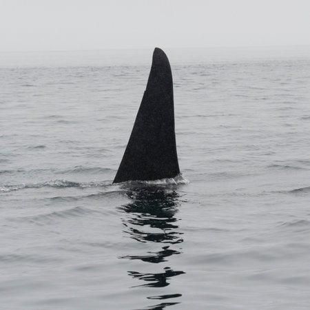 Dorasal Fin of an Orca Killer Whale breaching the ocean surface in the Johnstone Strait, North Vancouver Island, British Columbia, Canadaのeditorial素材