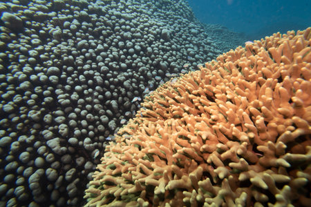 Small fish among corals, Turtle Bommie Dive Site, Great Barrier Reef, Queensland, Australiaのeditorial素材