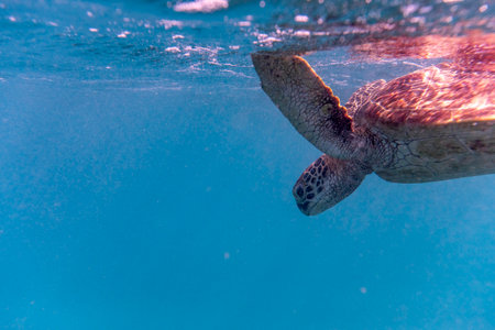 Green Sea Turtle, Low Isles, Great Barrier Reef, Queensland, Australiaのeditorial素材