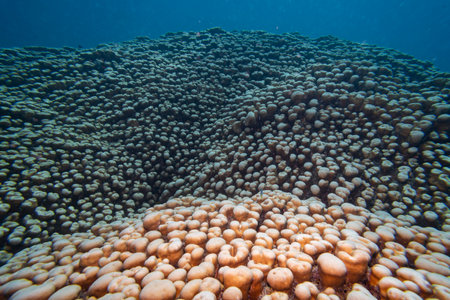 Corals, Turtle Bommie Dive Site, Great Barrier Reef, Queensland, Australiaのeditorial素材