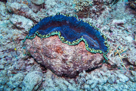 Grouper fish with small fish underwater, Castle Rock Dive Site, Nursery Dive Site, Great Barrier Reef, Queensland, Australiaのeditorial素材