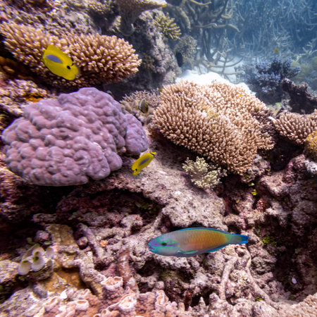 Parrotfish and angelfish near coral reef, Agincourt Reef, Great Barrier Reef, Queensland, Australia