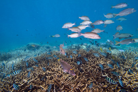 School of fish near branch corals, Nursery Dive Site, Great Barrier Reef, Queensland, Australia