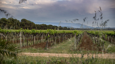 Vineyard landscape Alghero, Sardinia, Tenuta Sella e Mosca, Italyのeditorial素材