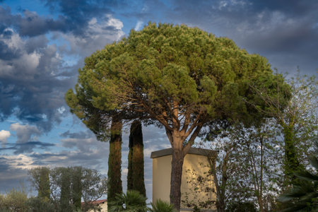 Landscape on the grounds of Tenuta Sella e Mosca, Alghero, Sardinia, Italyのeditorial素材