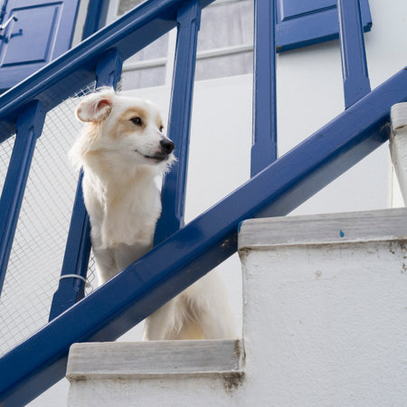 A white dog looking through a railing on a staircase in Mykonos Town, Mykonos Island, Greeceのeditorial素材